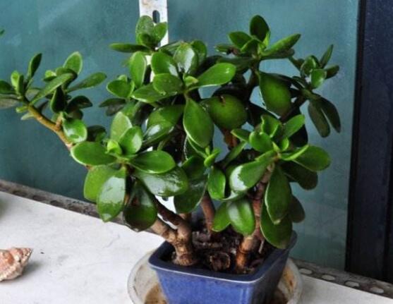 燕子掌和玉樹(shù)哪個(gè)有毒，玉樹(shù)汁液有毒/燕子掌無(wú)毒現(xiàn)象