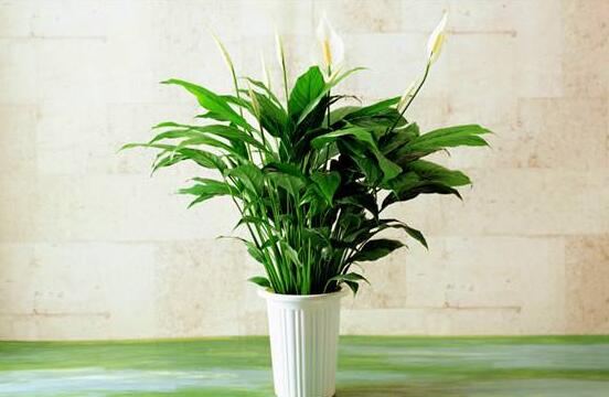 一帆風(fēng)順?biāo)B(yǎng)還是土養(yǎng)，土養(yǎng)最為合適(水養(yǎng)易爛根)