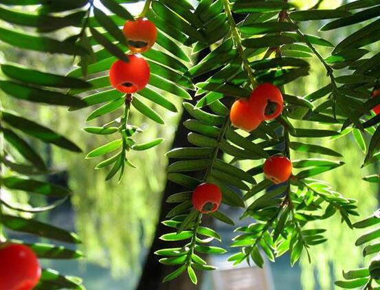 水杉與紅豆杉的區(qū)別，教你三種區(qū)別方法(葉子/果子/習(xí)性)