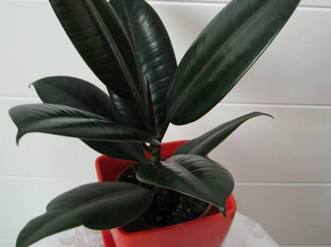 橡皮樹落葉子怎么回事，中自然原因和病害5種原因造成的