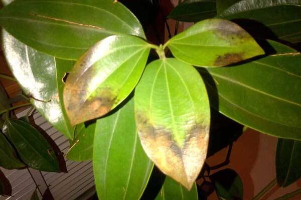 平安樹葉子發(fā)黑干枯怎么辦，分析原因及時(shí)補(bǔ)救