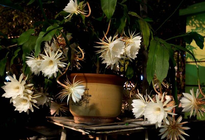 曇花爛根怎么處理，及時處理不然會造成無藥可救的狀態(tài)