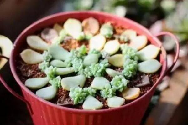 寶石花怎樣用葉子繁殖，寶石紅葉子繁殖5大要點