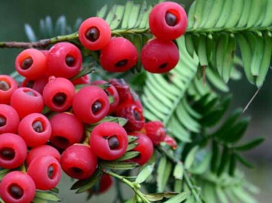 紅豆杉種子怎么種，做好這四點就會生根發(fā)芽