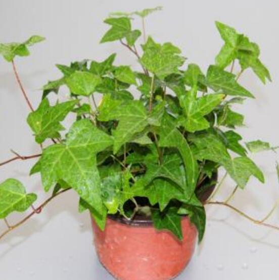 盆栽常春藤怎么爆盆，教你五點養(yǎng)護措施盆盆枝繁葉茂