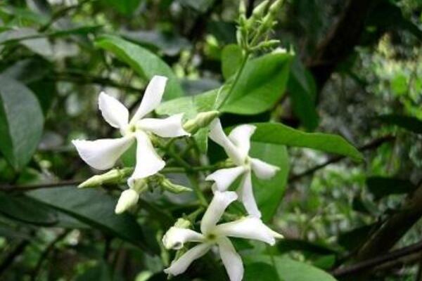 風(fēng)車茉莉怎么過冬