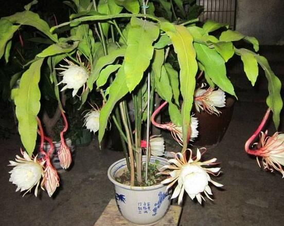 曇花的繁殖方法，盤點(diǎn)最常見的三種繁殖方法(扦插/播種/嫁接)