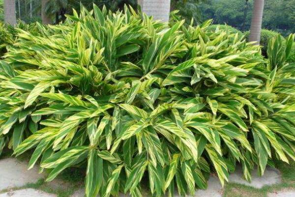 萬年青的種類，常見的有五種