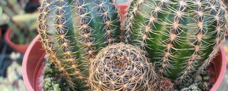 仙人球怎么讓它養(yǎng)圓