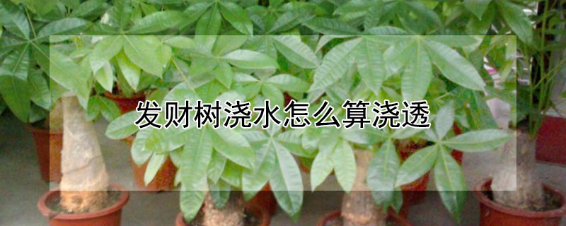 發(fā)財(cái)樹澆水怎么算澆透