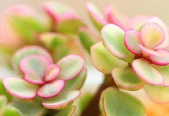 雅樂之舞的用途，盤點(diǎn)最實(shí)用四種價(jià)值