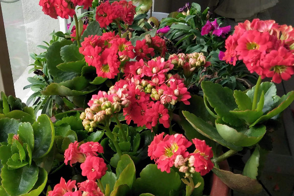 長壽花怎么養(yǎng)家庭養(yǎng)法