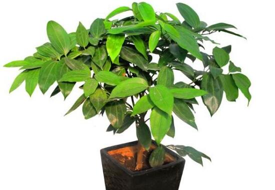 平安樹有什么好處，平安樹的功效與作用