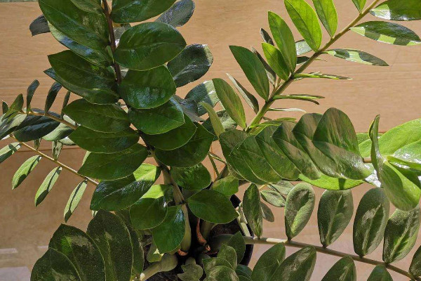 金錢樹(shù)怎樣修剪