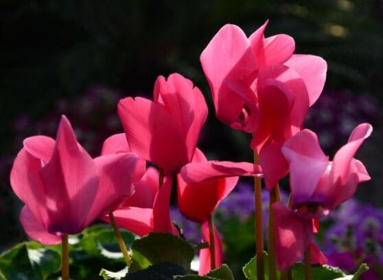 仙客來花期需施什么肥，做好薄肥少施原則(磷鉀肥為主)