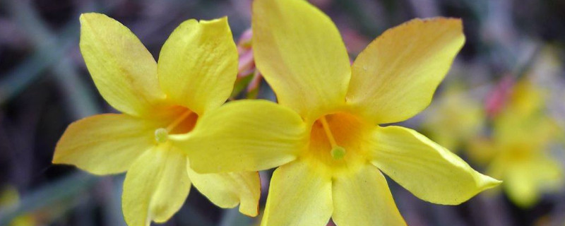 迎春花在幾點開花