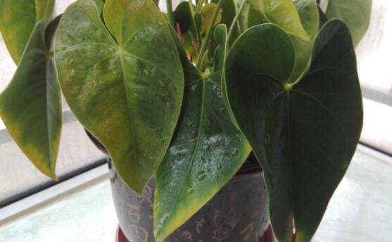 紅掌葉子發(fā)黃焦邊干枯是怎么回事，教你最直接有效三種解決措施