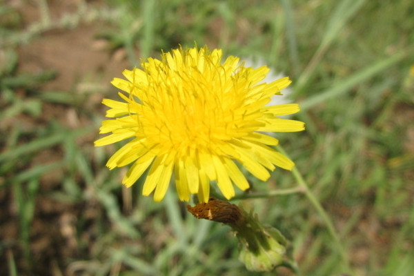 蒲公英的花語(yǔ)與寓意