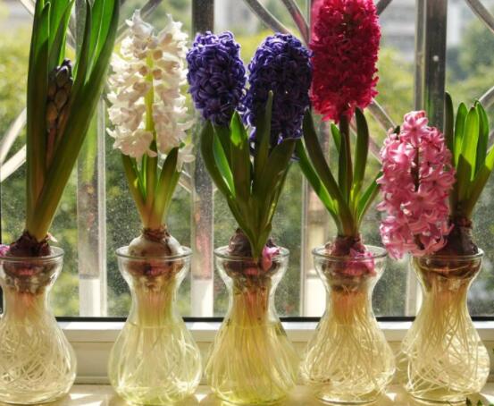 冬天能水培風(fēng)信子么，可以/保持溫暖環(huán)境、注意水溫