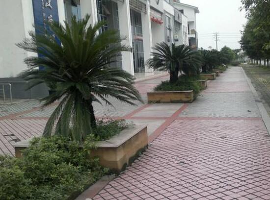 鐵樹的花語是什么，代表著堅(jiān)貞不屈，長壽富貴，吉祥如意