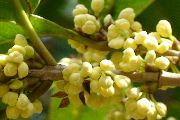 桂花什么季節(jié)開(kāi)花