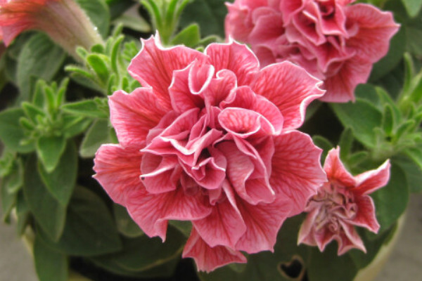 重瓣?duì)颗；ㄊ裁磿r候扦插好