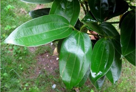 平安樹(shù)圖片大全，凈化空氣，矯正異味