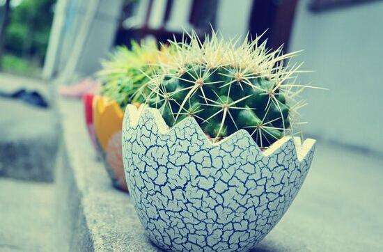 仙人球有毒嗎，仙人球的刺扎了怎么辦