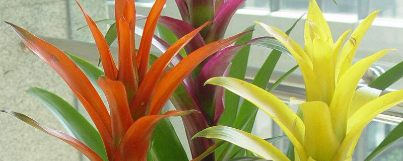 鴻運(yùn)當(dāng)頭花怎么移栽