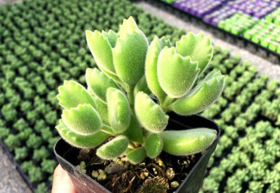 熊童子怎么養(yǎng)才能飽滿，老農(nóng)總結(jié)五個(gè)重要養(yǎng)護(hù)措施