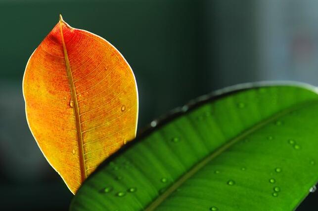 橡皮樹的副作用，對人體沒有特別大的傷害