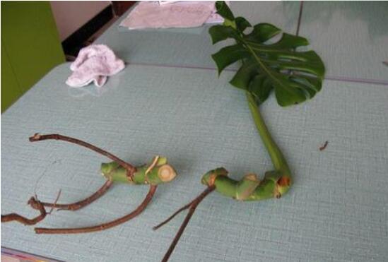 龜背竹的扦插方法，以10厘米枝條為主/注意保留氣生根