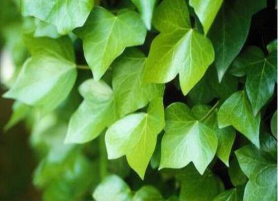 常春藤扦插步驟圖解，老農(nóng)總結(jié)六點(diǎn)最最簡(jiǎn)易的基本步驟