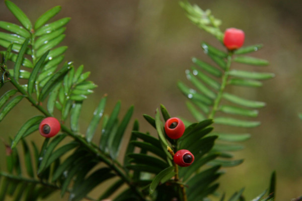 曼地亞紅豆杉和南方紅豆杉的區(qū)別，前者含醇量更高