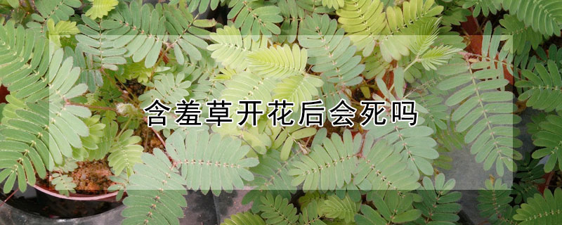 含羞草開(kāi)花后會(huì)死嗎