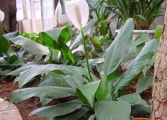 一帆風(fēng)順用什么花盆好，排水透氣、價(jià)格便宜素?zé)? src="/nongchan/d/file/20201223/b4msyhv24t1.jpg" style="width: 555px; height: 407px;" / data-HrAz="d2WyP2"></p>
<p data-sfr2="zTLQrn">
	<strong data-gNvr="WIKHH2">5、</strong>一般來(lái)說(shuō)，一帆風(fēng)順最適宜的花盆為排水透氣性好、價(jià)格便宜的素?zé)?。盆的大小?yīng)根據(jù)植物的種類、大小和根系發(fā)育情況具體對(duì)待，一般草花成苗用口徑20厘米的盆即可。</p>
<p data-ZE1n="arwW1s">
	<img alt=