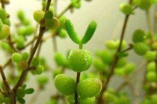 碧光環(huán)怎么種，保持盆土微濕潤/秋季種植存活率高