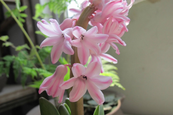 風(fēng)信子開完花后怎么處理，包裹冷藏來年煥活復(fù)花