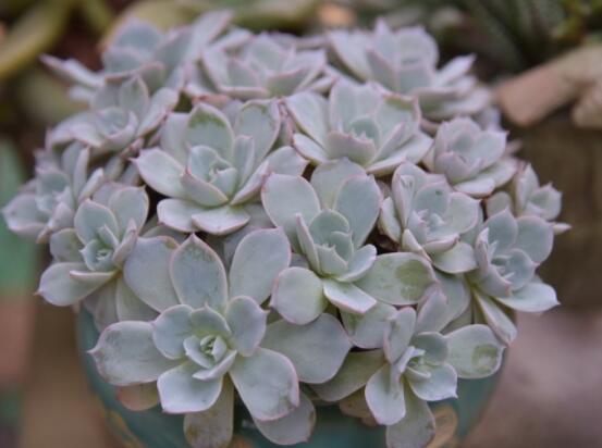 寶石花應(yīng)該怎么養(yǎng)，只要全面掌握五個(gè)要點(diǎn)生長無憂