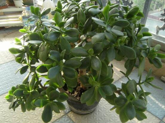 盆栽玉樹(shù)怎么養(yǎng)護(hù)，老農(nóng)總結(jié)七大養(yǎng)護(hù)方法