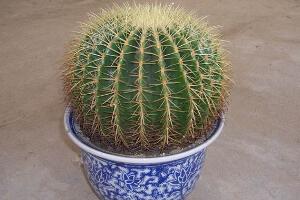 仙人球多久澆次水，仙人球澆水方法