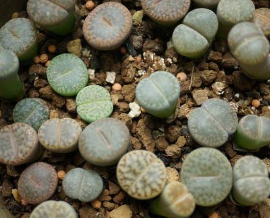 生石花有多少品種，欣賞最好看的六大品種