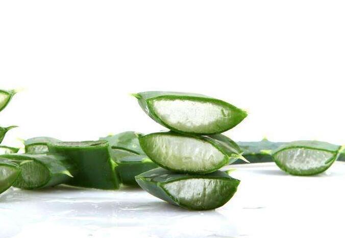 蘆薈一片葉子能栽活嗎，可以/但是要遵循科學的杵插方法