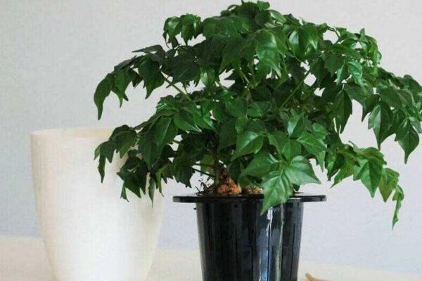 幸福樹掉葉子怎么辦，可以通過以下4步進(jìn)行補(bǔ)救