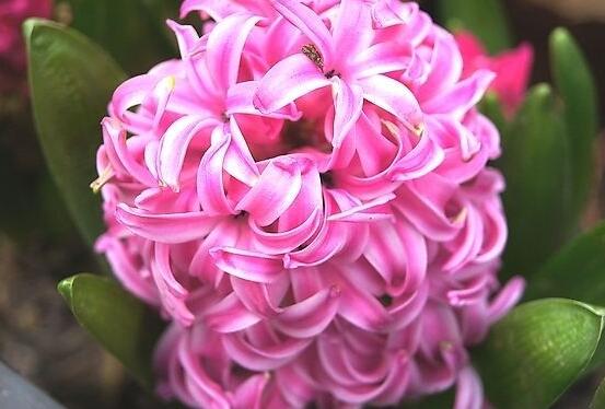 風(fēng)信子象征著什么意思，重生的愛/不同花色不同象征意義