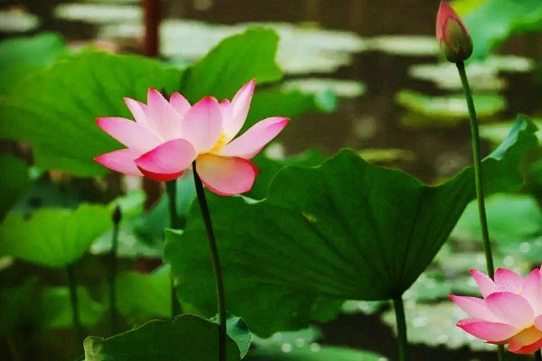 荷花種子怎樣培育發(fā)芽快