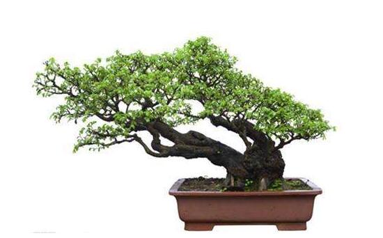 盆栽羅漢松怎么養(yǎng)，盆栽羅漢松養(yǎng)殖方法