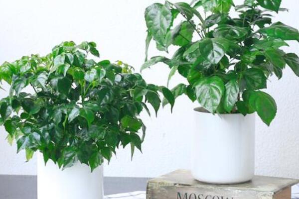 幸福樹葉尖發(fā)黑掉葉子，主要是這幾種原因造成的