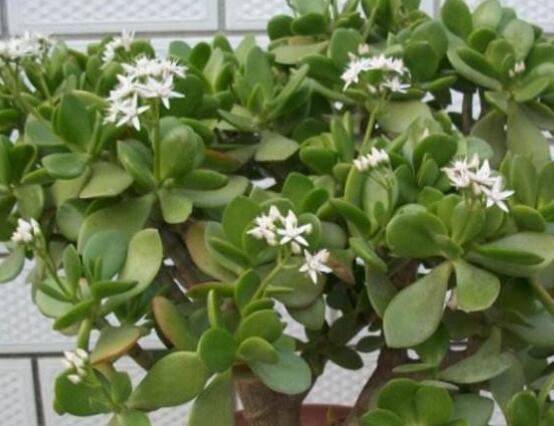 玉樹如何施肥，做到薄肥勤施原則(春夏秋冬)