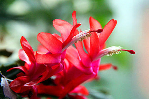 蟹爪蘭與仙人指的區(qū)別